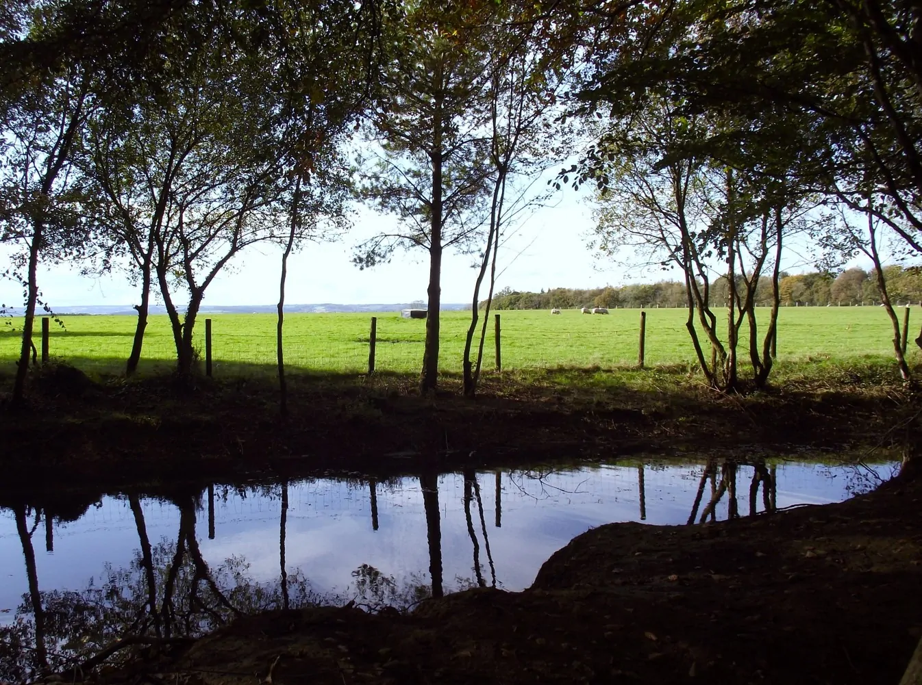 Woods and river
