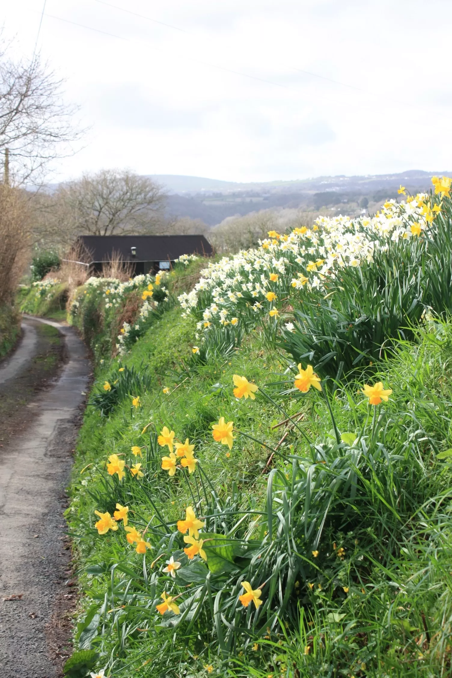 Daffodils in Bere Alston