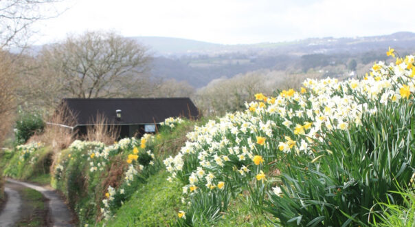 Daffodils in Bere Alston