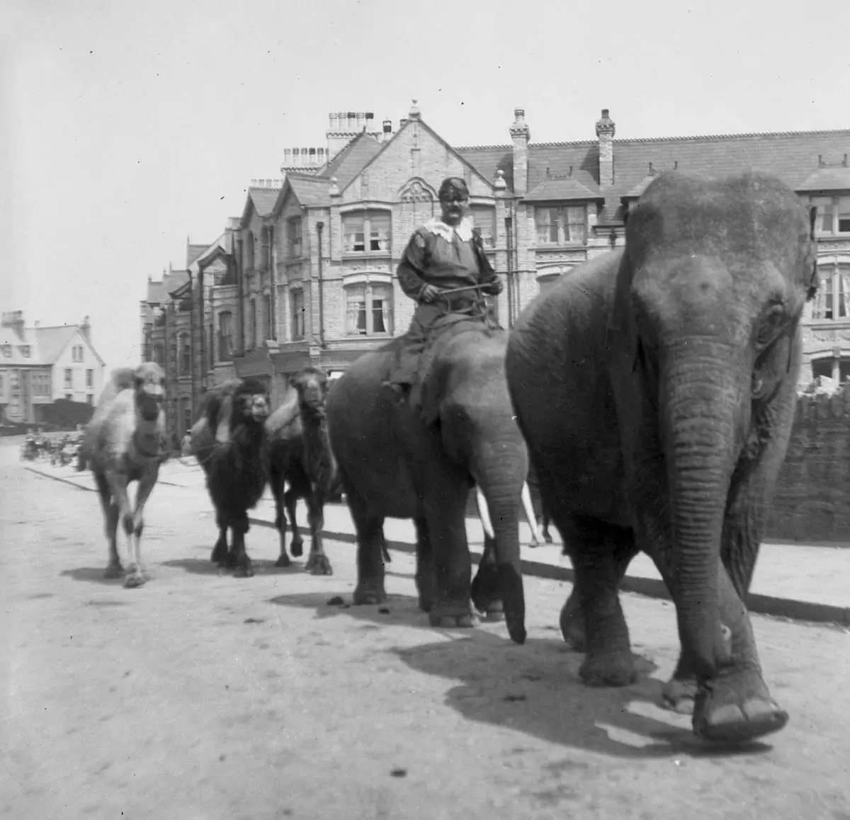 Elephants and camels on Cliff Road, Newquay