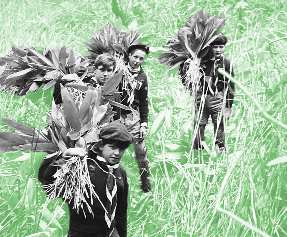 Scouts collecting bamboo