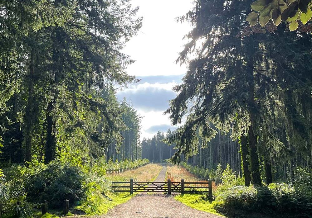 Gate and avenue of trees in Flashdown Woods