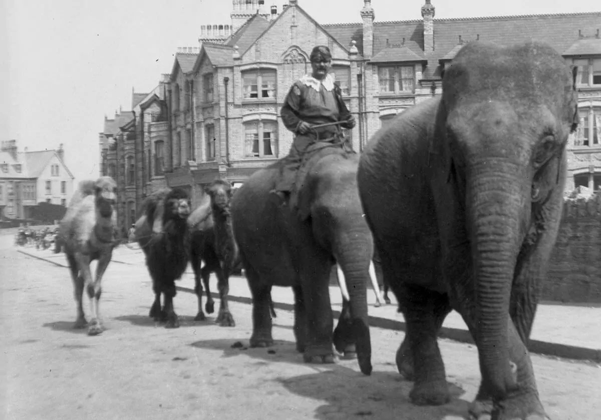 Elephants and camels on Cliff Road, Newquay