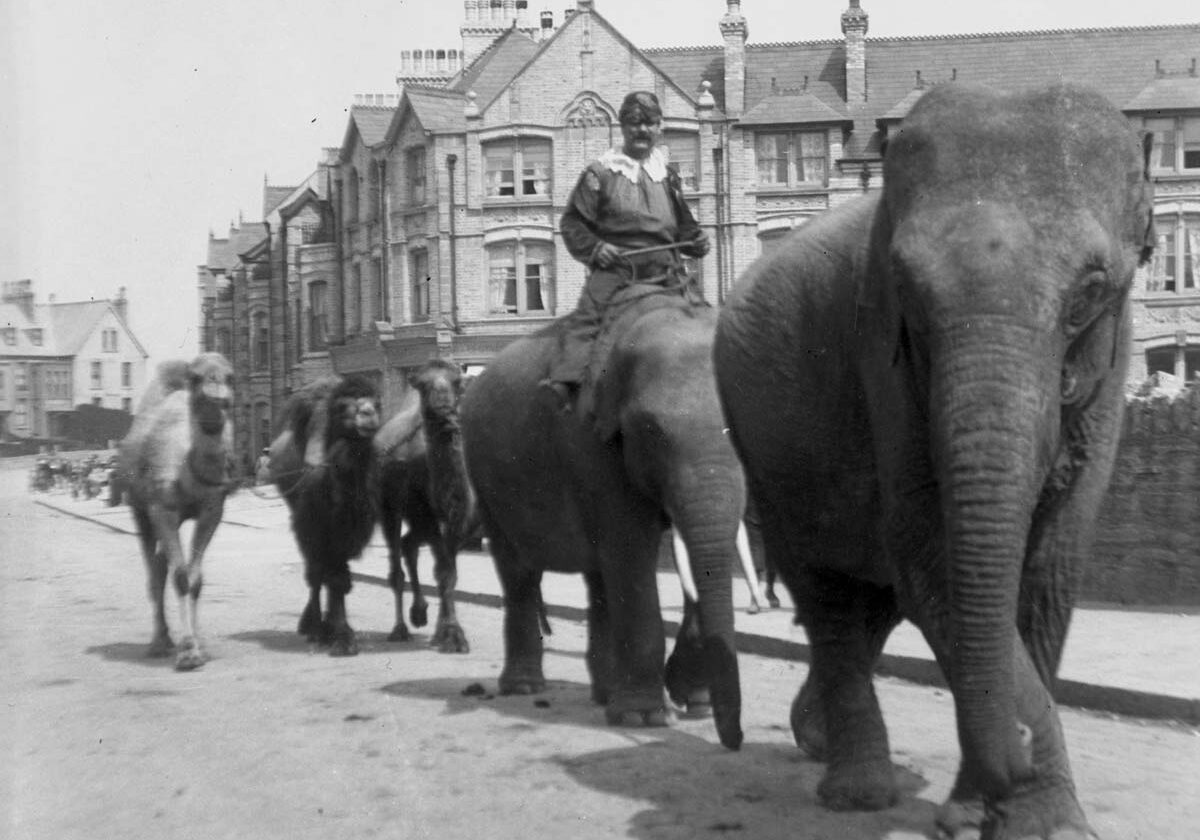 Elephants and camels on Cliff Road, Newquay