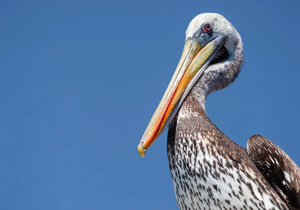 Peruvian Pelican