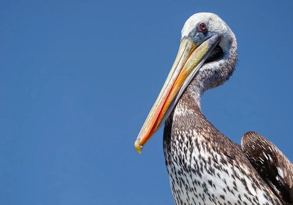 Peruvian Pelican
