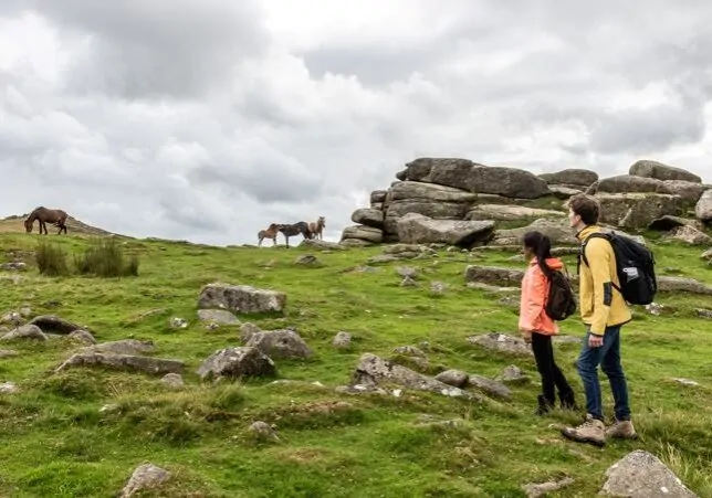 Dartmoor ponies near Belstone