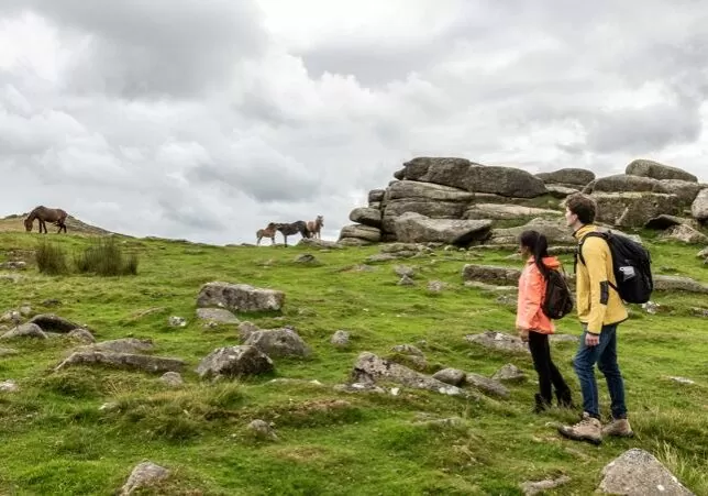 Dartmoor ponies near Belstone