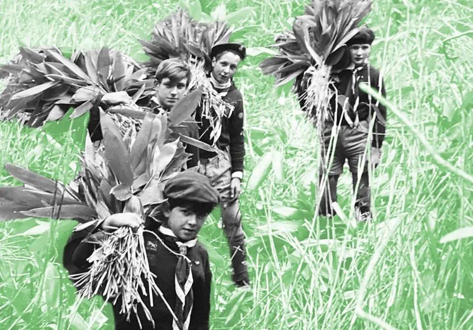 Scouts collecting bamboo
